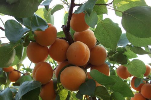 济南富硒蔬菜(济南蔬菜富硒饼干厂家)-硒宝网