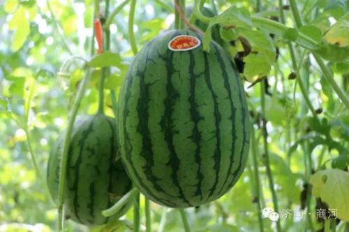 济南富硒蔬菜(济南蔬菜富硒饼干厂家)-硒宝网