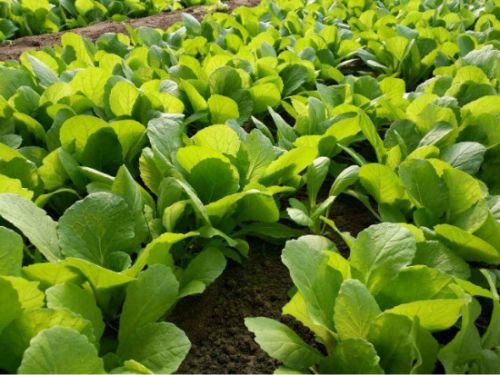 济南富硒蔬菜(济南蔬菜富硒饼干厂家)-硒宝网