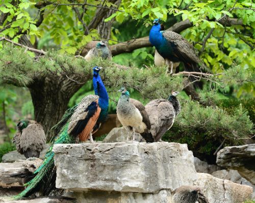 济南富硒蔬菜(济南蔬菜富硒饼干厂家)-硒宝网