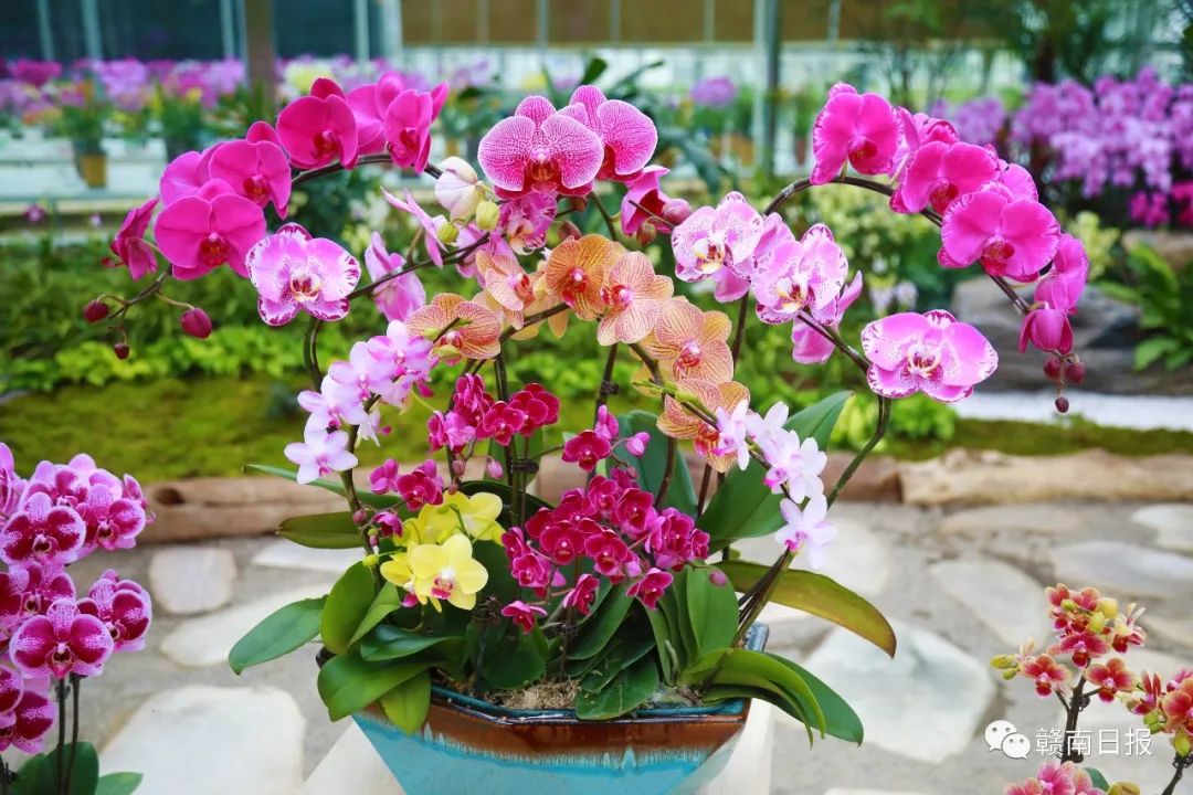 河北富硒蔬菜（河北富硒带）-硒宝网