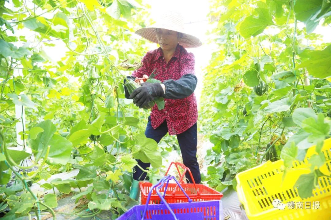 河北富硒蔬菜（河北富硒带）-硒宝网