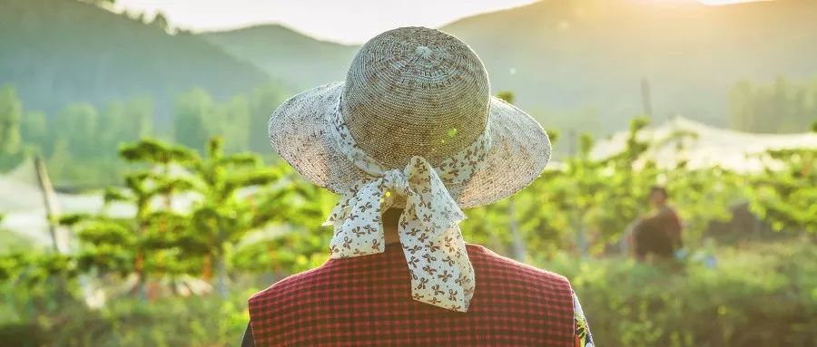 布局富硒蔬菜（富硒蔬菜水果）-硒宝网