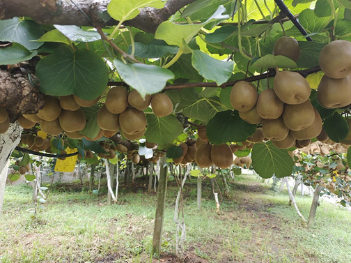 富硒蔬菜产业（中国富硒蔬菜杂交）-硒宝网