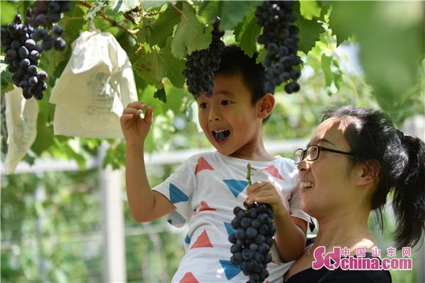 张店富硒蔬菜(富硒蔬菜多少钱一斤)-硒宝网