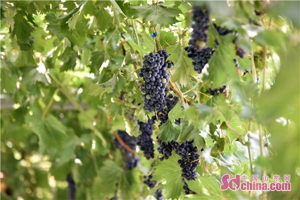 张店富硒蔬菜(富硒蔬菜多少钱一斤)-硒宝网