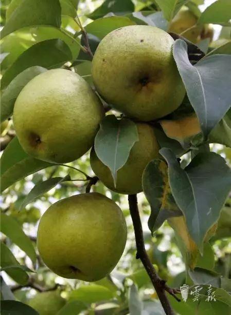 文山富硒蔬菜（富硒蔬菜价格比普通蔬菜）-硒宝网