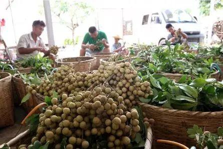 文山富硒蔬菜（富硒蔬菜价格比普通蔬菜）-硒宝网