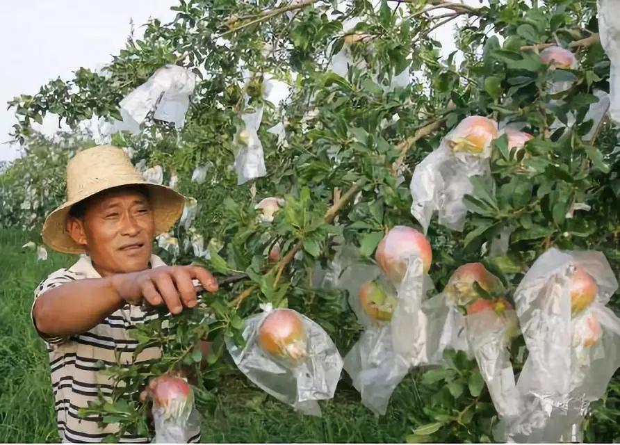 文山富硒蔬菜（富硒蔬菜价格比普通蔬菜）-硒宝网