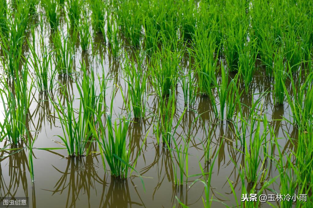 富硒蔬菜加盟（蔬菜加盟富硒店赚钱吗）-硒宝网