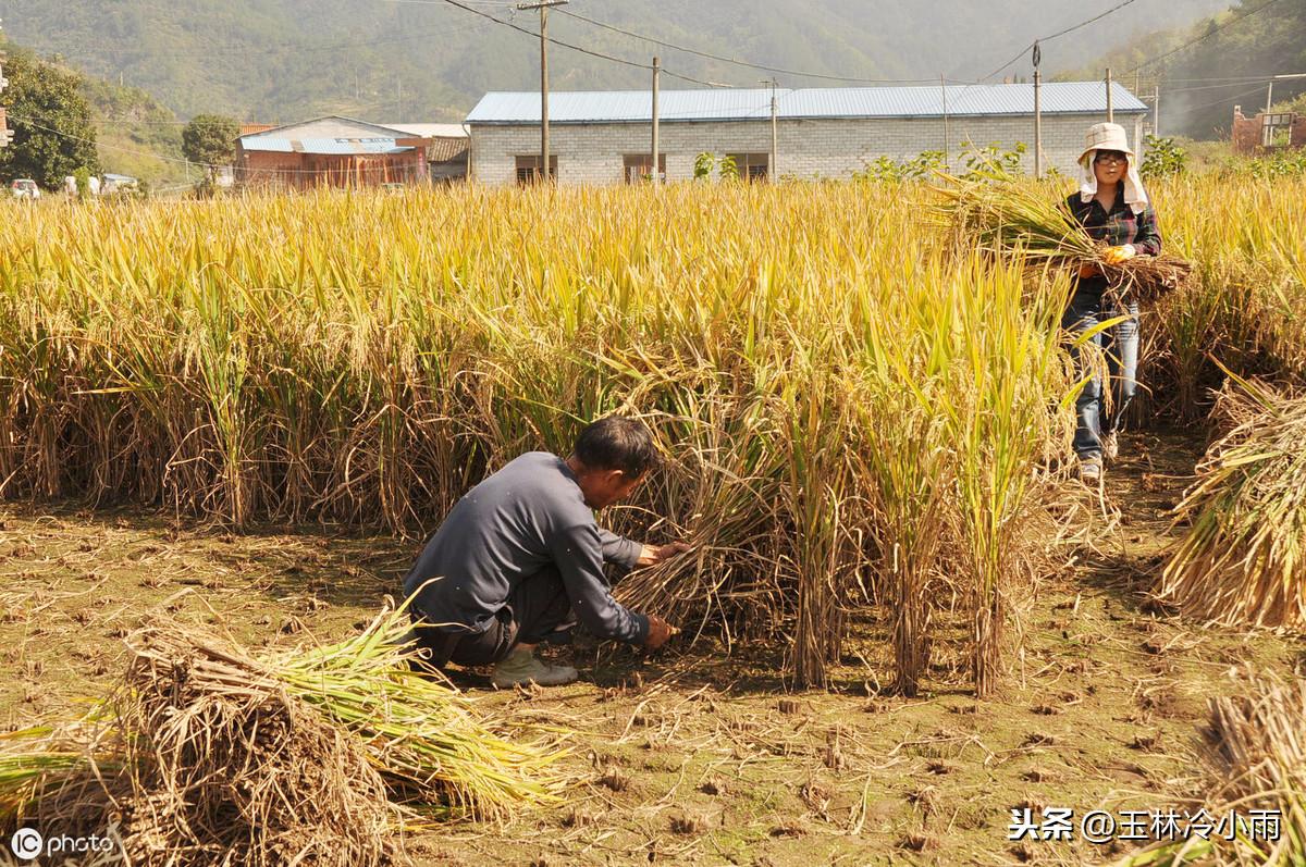 富硒蔬菜加盟（蔬菜加盟富硒店赚钱吗）-硒宝网