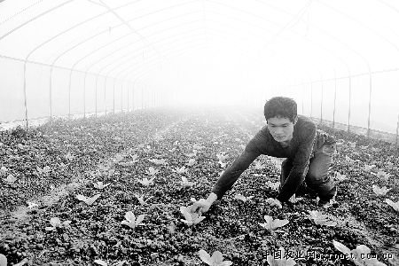 赤峰富硒蔬菜(蔬菜富硒赤峰产地)-硒宝网