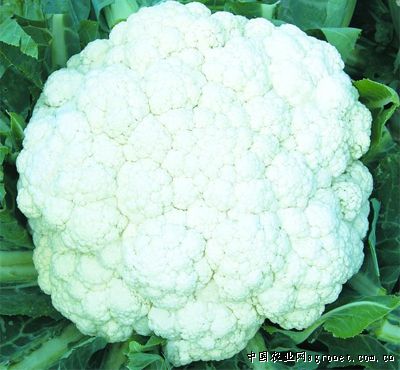 赤峰富硒蔬菜(蔬菜富硒赤峰产地)-硒宝网