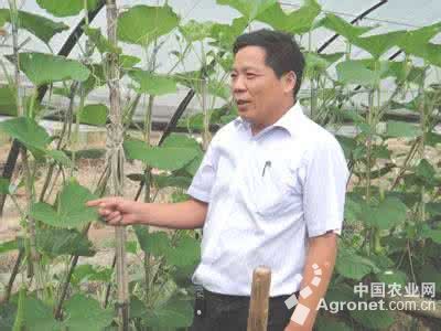 收购富硒蔬菜（中国富硒蔬菜杂交）-硒宝网