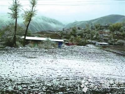 收购富硒蔬菜（中国富硒蔬菜杂交）-硒宝网