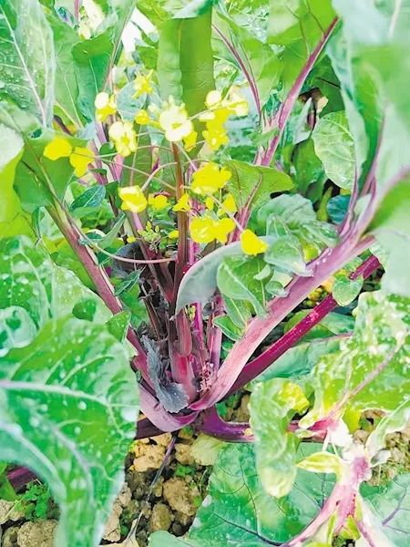 富硒蔬菜简介(蔬菜简介富硒怎么写)-硒宝网