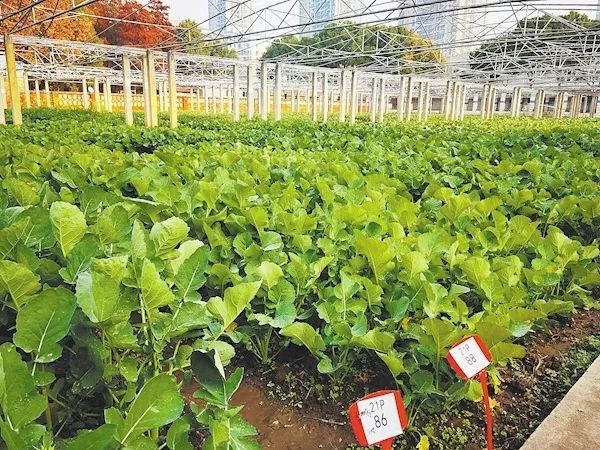 富硒蔬菜简介(蔬菜简介富硒怎么写)-硒宝网