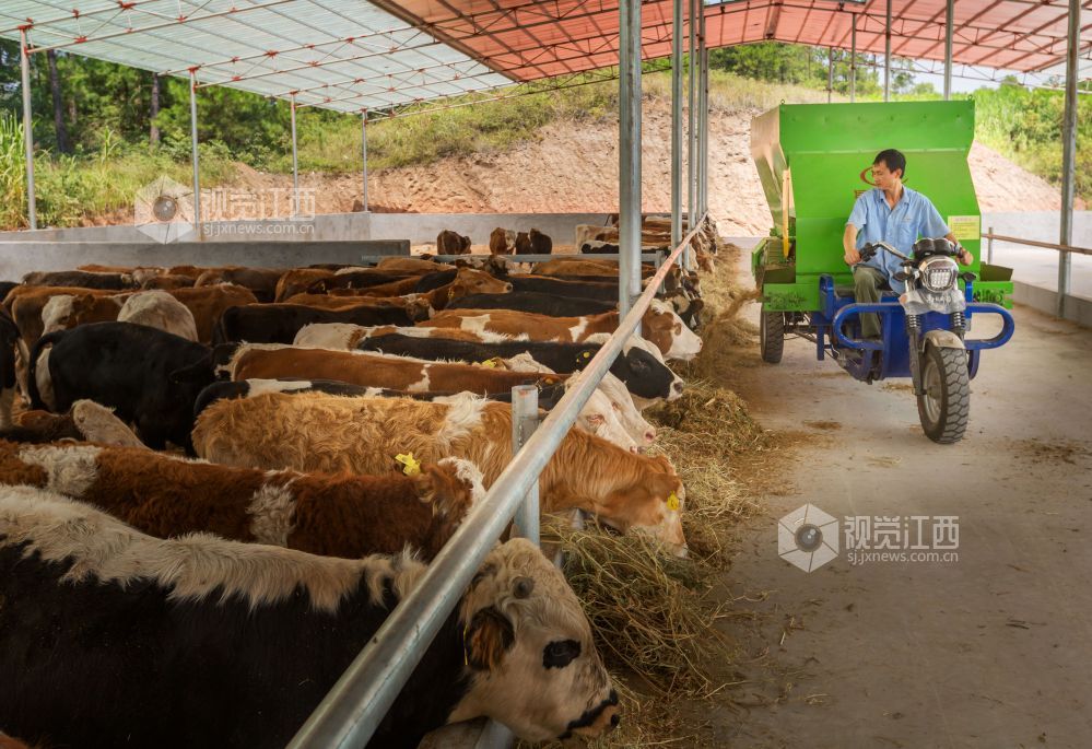 赤峰富硒蔬菜(富硒蔬菜的好处)-硒宝网