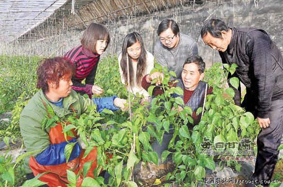 绥化富硒蔬菜(富硒蔬菜产业园)-硒宝网