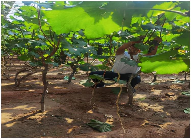 富硒酵素蔬菜（蔬菜酵素富硒含量）-硒宝网