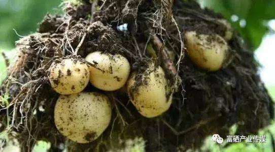 富硒蔬菜好处（蔬菜富硒标准是多少）-硒宝网