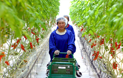 绥化富硒蔬菜（富硒蔬菜多少钱一斤）-硒宝网