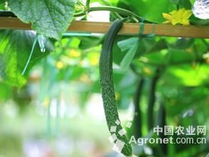 宁波富硒蔬菜（富硒蔬菜产业园）-硒宝网