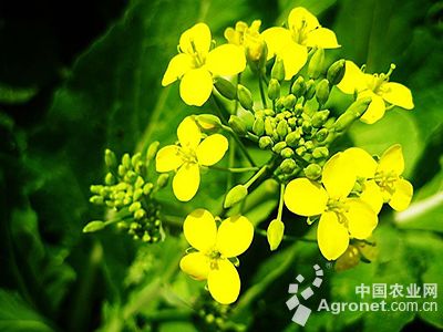 绥化富硒蔬菜（全国富硒食品之乡绥棱）-硒宝网