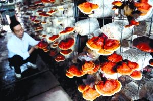 绥化富硒蔬菜（全国富硒食品之乡绥棱）-硒宝网