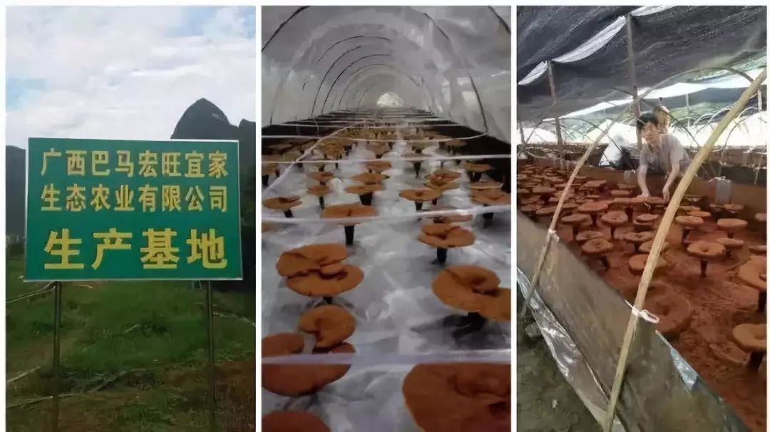 巴马富硒蔬菜（蔬菜巴马富硒含量）-硒宝网