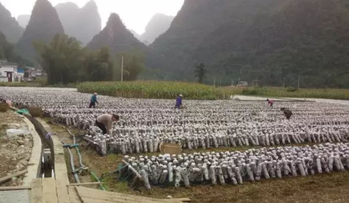 巴马富硒蔬菜（蔬菜巴马富硒含量）-硒宝网