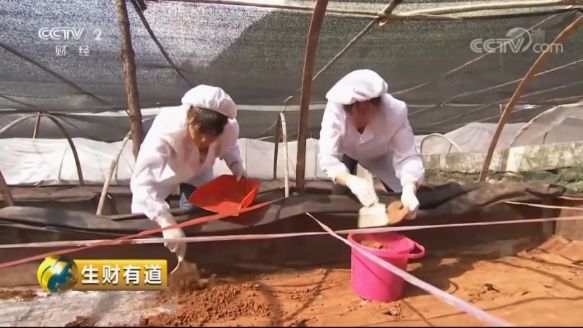 巴马富硒蔬菜（蔬菜巴马富硒含量）-硒宝网