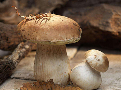 收购富硒蔬菜（富硒蔬菜价格比普通蔬菜）-硒宝网