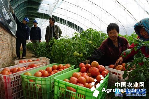 收购富硒蔬菜（富硒蔬菜价格比普通蔬菜）-硒宝网