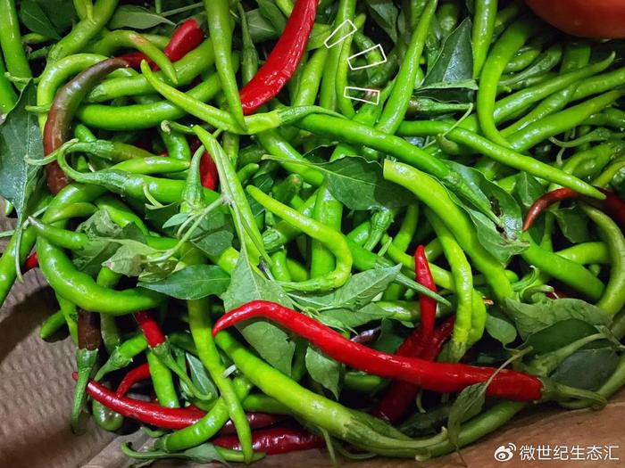 绿色富硒蔬菜(富硒蔬菜的好处)-硒宝网