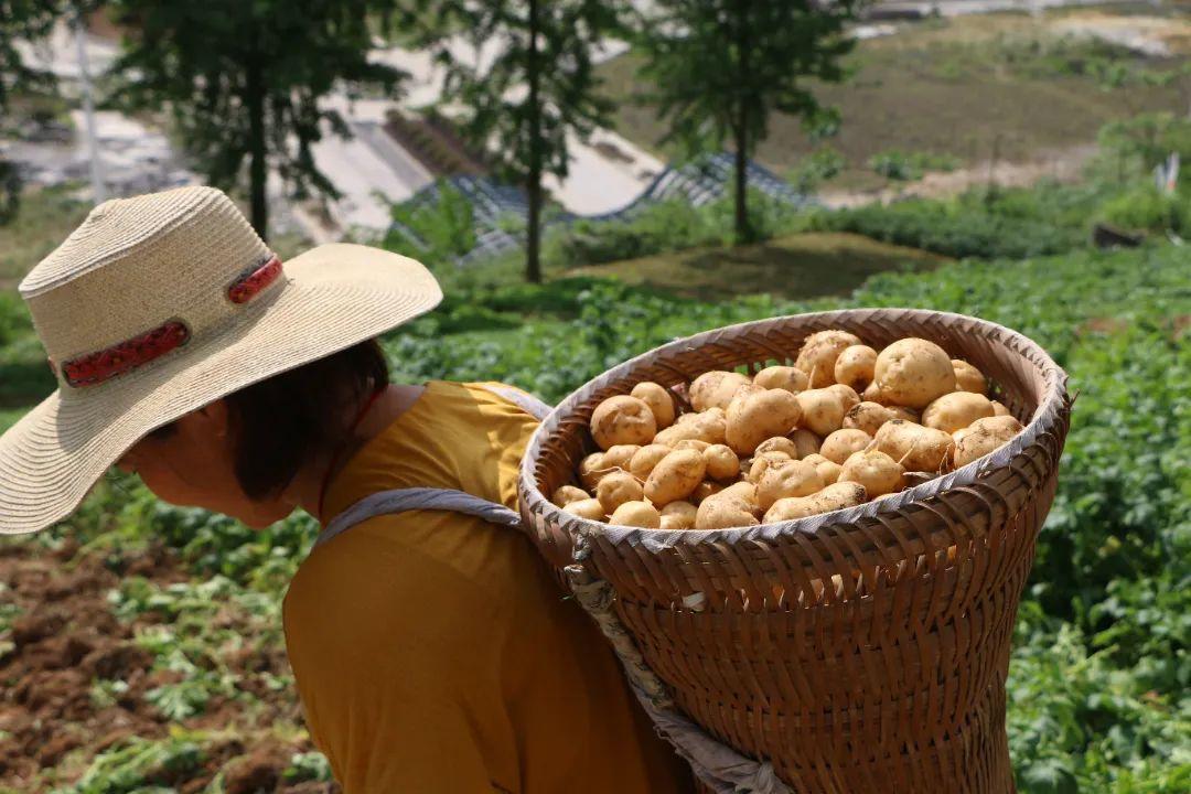 富硒蔬菜礼盒（富硒蔬菜价格比普通蔬菜）-硒宝网