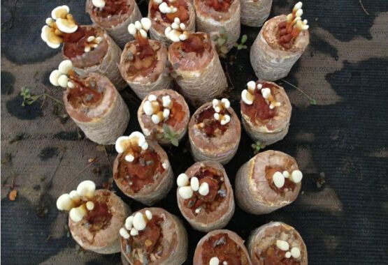 楚雄富硒蔬菜（富硒蔬菜产业园）-硒宝网