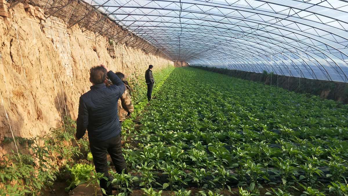 富硒蔬菜农?。ǜ晃卟硕嗌偾唤铮?硒宝网