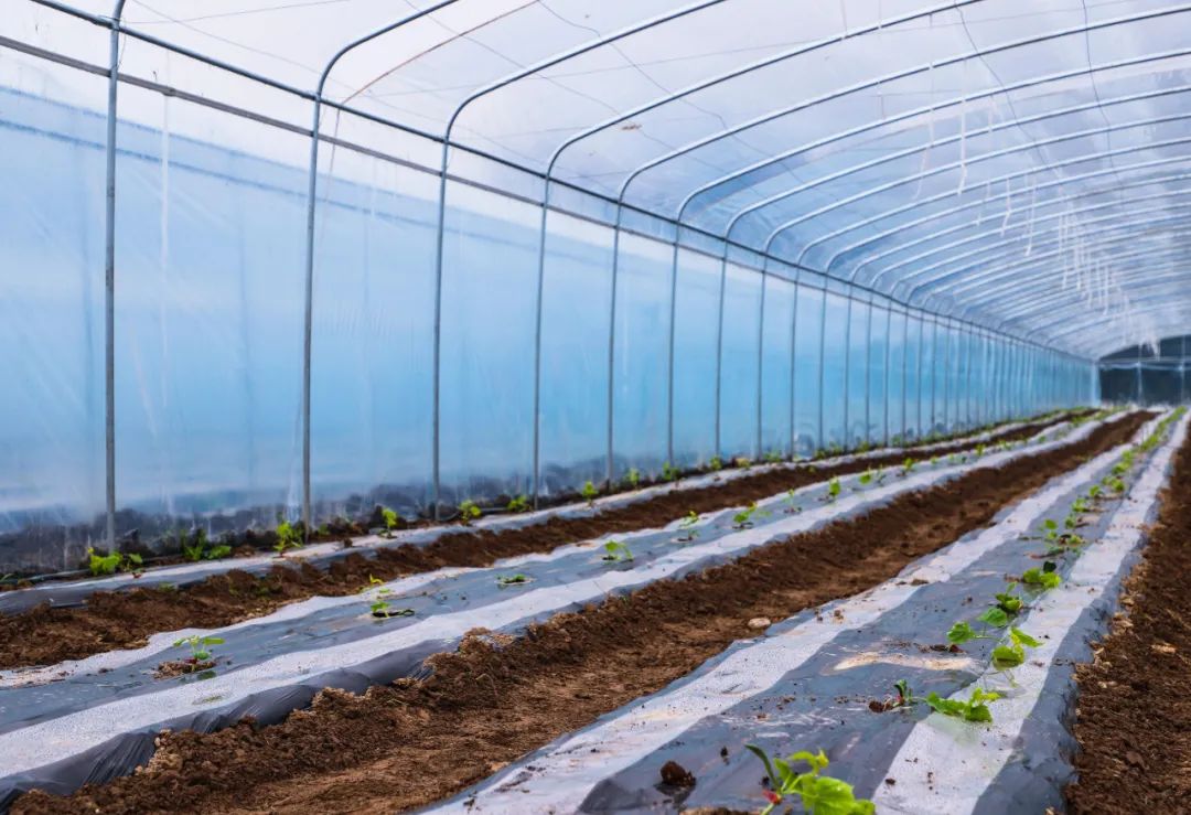 富硒蔬菜农?。ǜ晃卟硕嗌偾唤铮?硒宝网