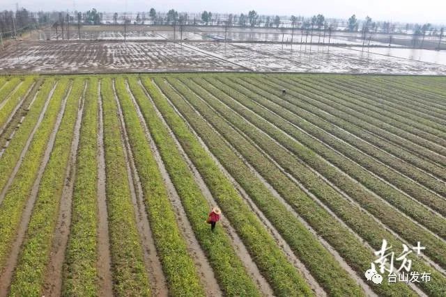 富硒蔬菜农?。ǜ晃卟思鄹癖绕胀ㄊ卟耍?硒宝网