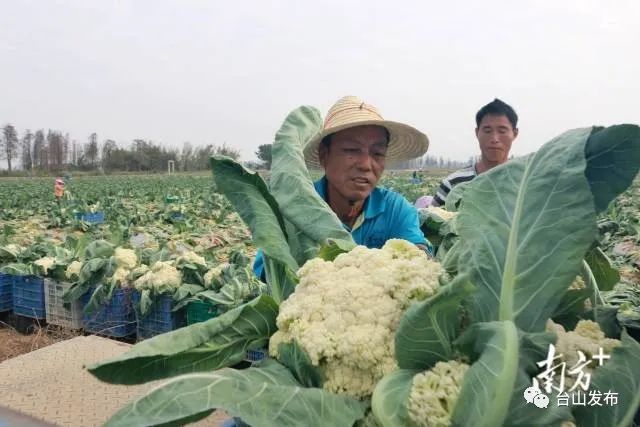 富硒蔬菜农?。ǜ晃卟思鄹癖绕胀ㄊ卟耍?硒宝网