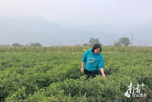 富硒蔬菜农场（富硒蔬菜价格比普通蔬菜）-硒宝网