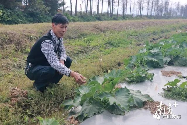 富硒蔬菜农?。ǜ晃卟思鄹癖绕胀ㄊ卟耍?硒宝网