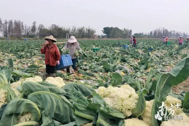 富硒蔬菜农场（富硒蔬菜价格比普通蔬菜）-硒宝网