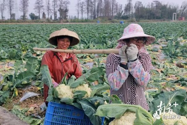 富硒蔬菜农?。ǜ晃卟思鄹癖绕胀ㄊ卟耍?硒宝网