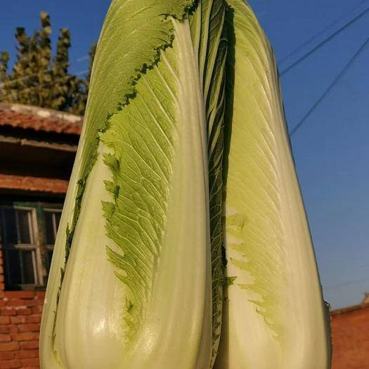 乐亭富硒蔬菜（富硒蔬菜是什么）-硒宝网