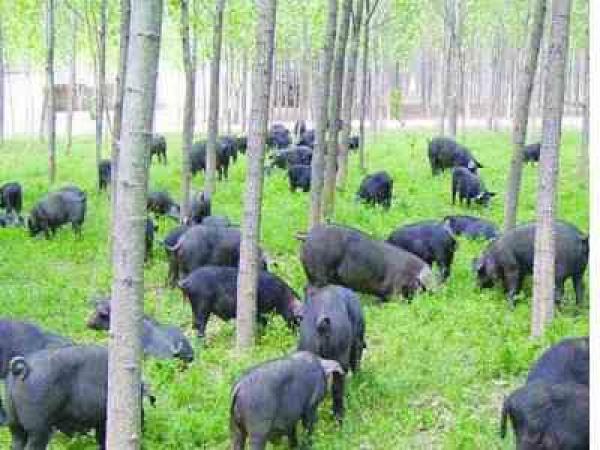 富硒蔬菜礼盒（富硒蔬菜的标准）-硒宝网