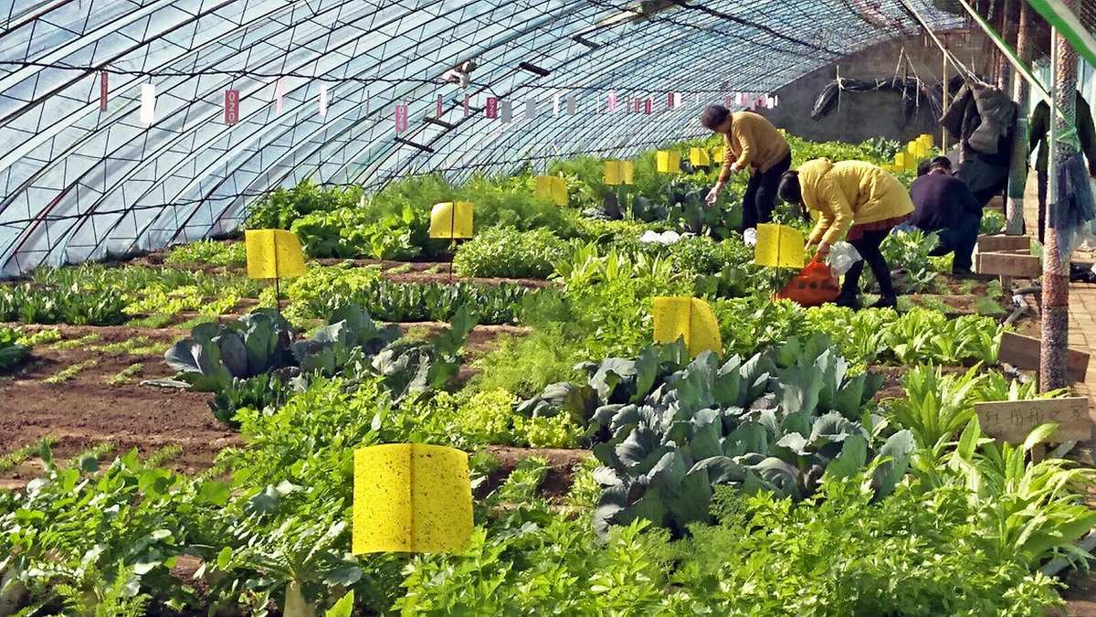 高钙富硒蔬菜(富含钙的蔬菜一览表)-硒宝网