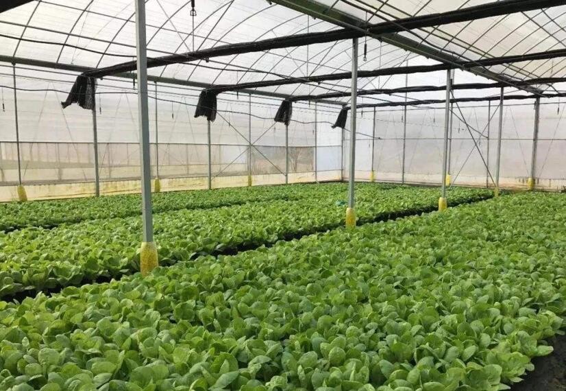 良康富硒蔬菜(富硒蔬菜是什么意思)-硒宝网