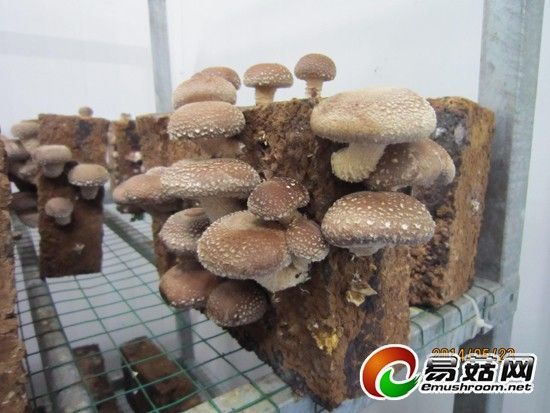 楚雄富硒蔬菜（富硒蔬菜价格比普通蔬菜）-硒宝网